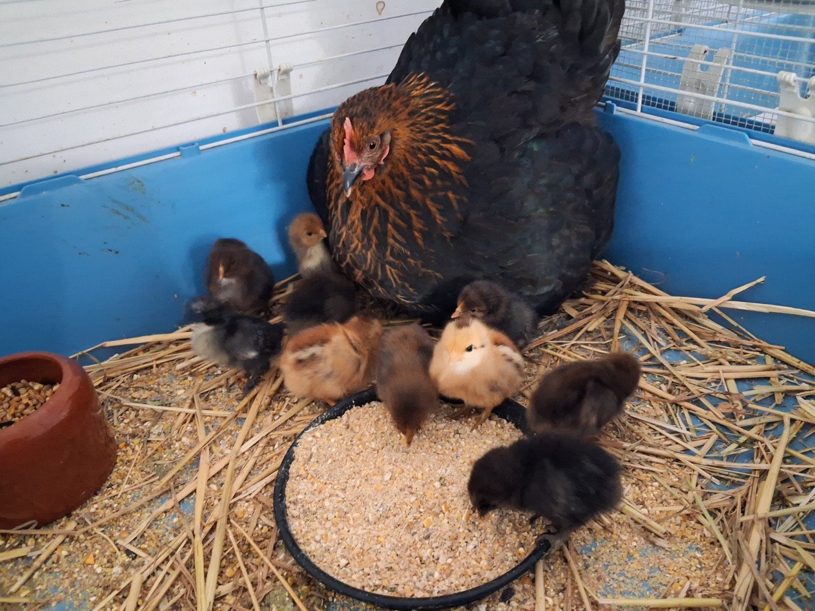 Moederkloek met 10 kuikens, Dieren en Toebehoren, Kip