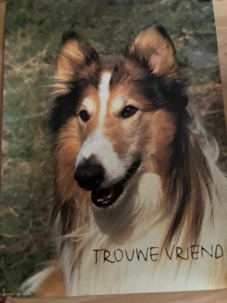 poster herdershond Collie Sheltie 70 x 50, Verzamelen, Ophalen of Verzenden, Zo goed als nieuw, Dier of Natuur