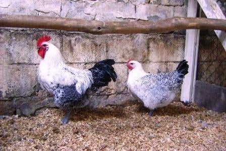 Broedeieren Bresse Gauloise ZILVERPEL, Dieren en Toebehoren, Pluimvee, Geslacht onbekend, Kip