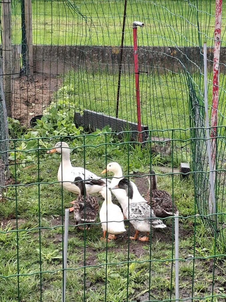 Parkeenden, Dieren en Toebehoren, Eend