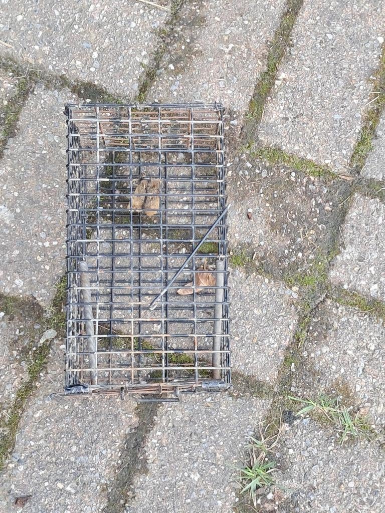 4 rattenvallen en 1 klem, Ophalen of Verzenden
