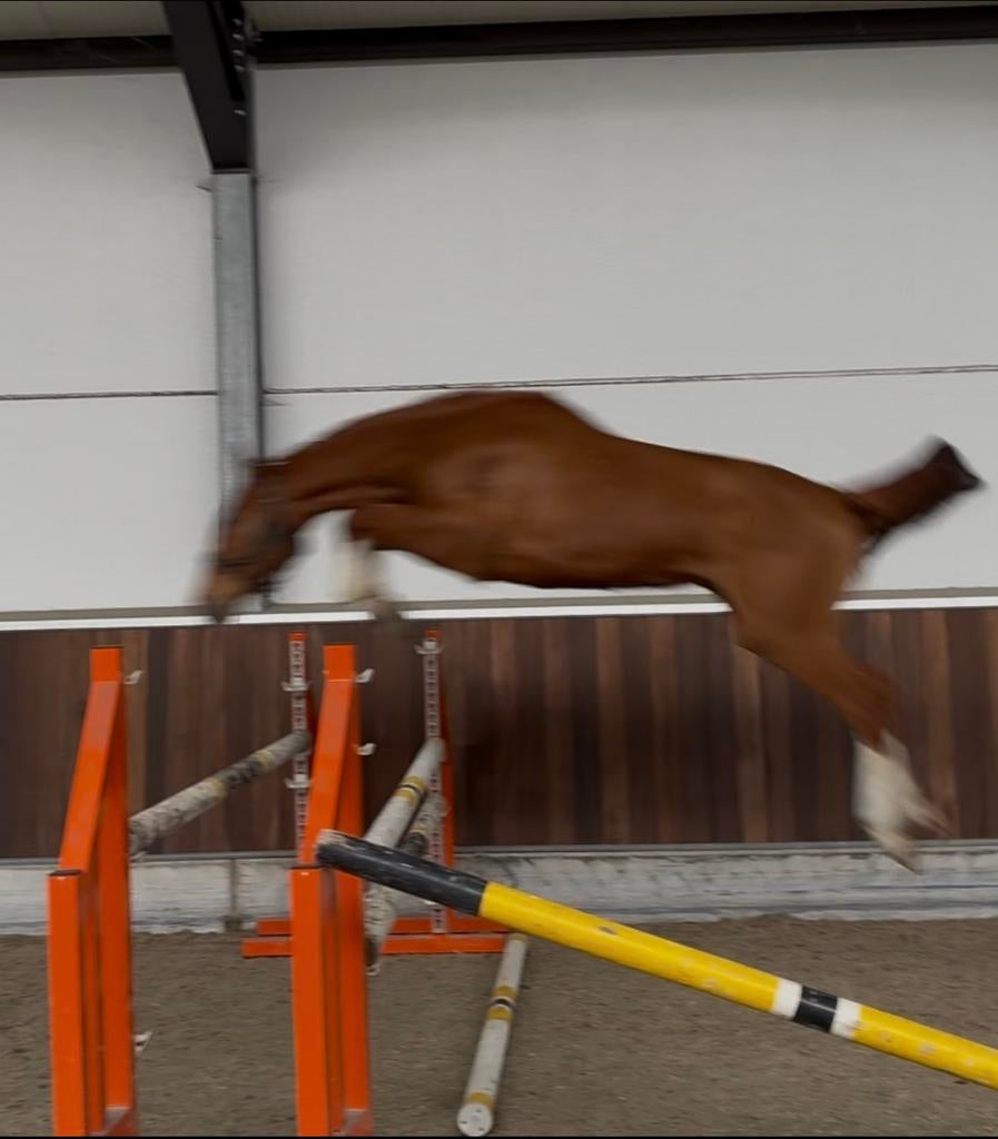 2 j springpaard, Springpaard, Met stamboom, Ruin, 0 tot 2 jaar