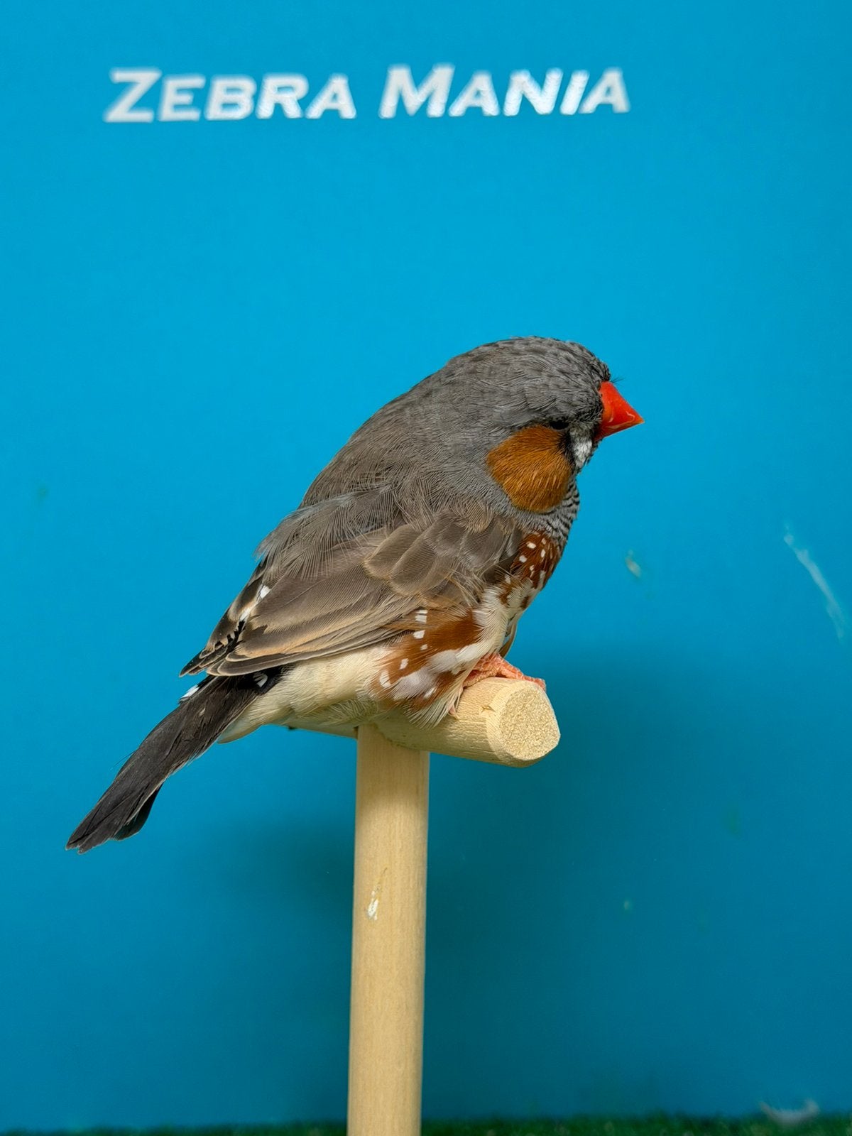 Grijze zebravink man tt gericht, Mâle, Oiseau tropical, Bagué