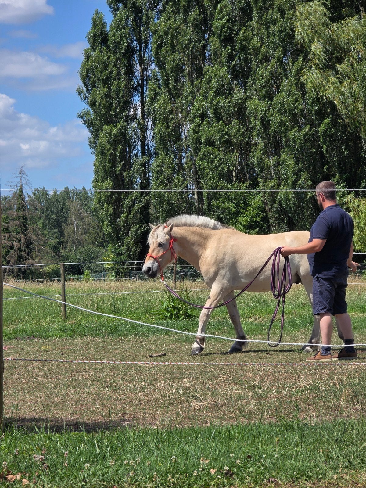 Opleren kinderpony, Dieren en Toebehoren, Pony's
