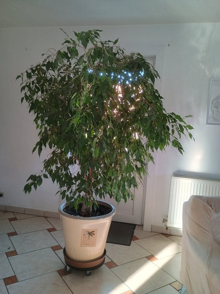 Plante ficus benjamina, Maison & Meubles, Plantes d'intérieur, Ficus, En pot, Enlèvement, 200 cm ou plus
