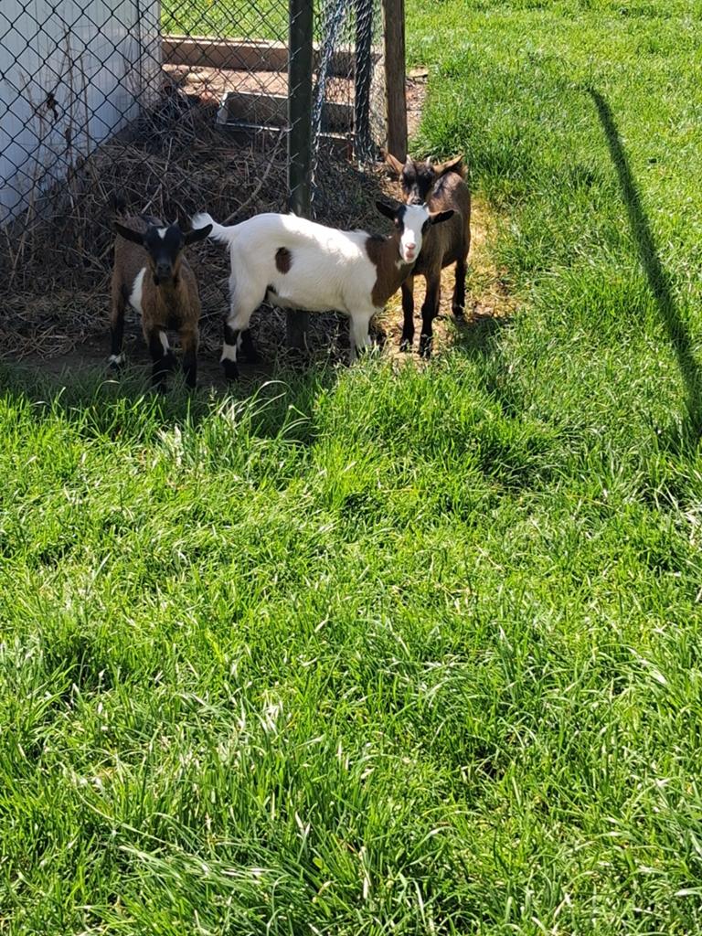 3 dwergeit miekes, Femelle, Chèvre, 0 à 2 ans