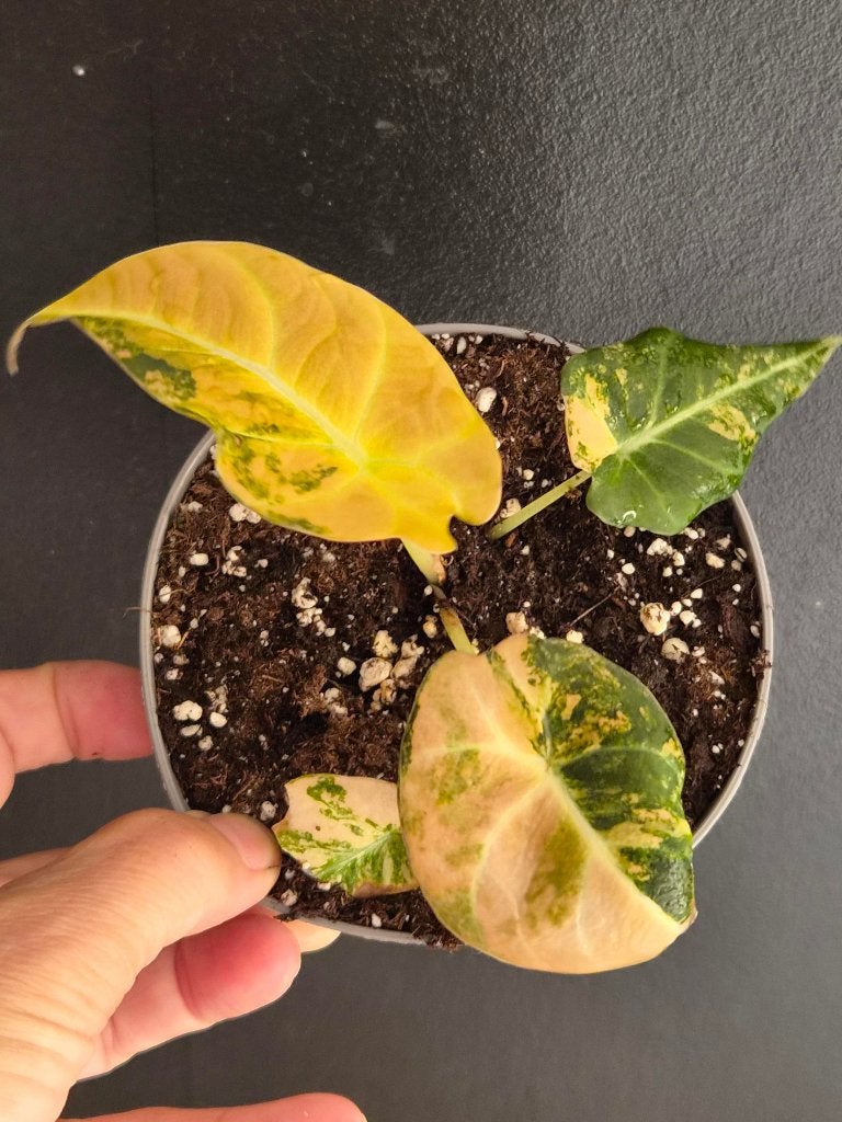 Velours noir Alocasia doré, Maison & Meubles, Plantes d'intérieur, Enlèvement ou Envoi