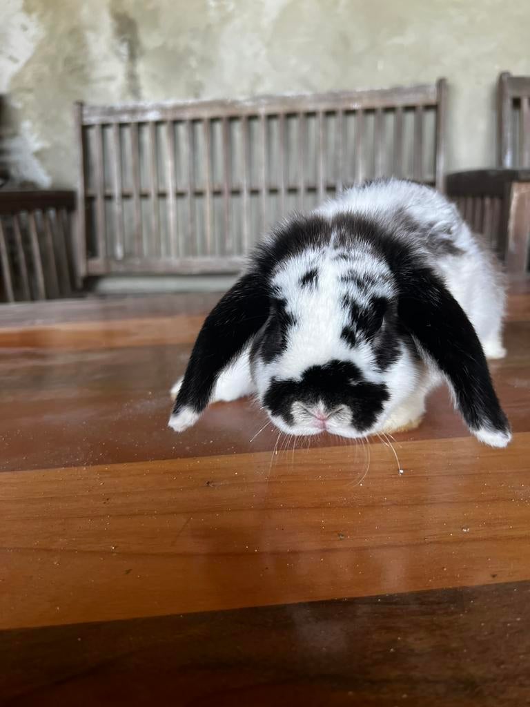 Lapin mâle reproducteur bélier, Enlèvement ou Envoi