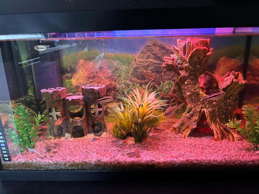 Aquarium + vissen, Ophalen, Zo goed als nieuw, Decoratie, Juwel
