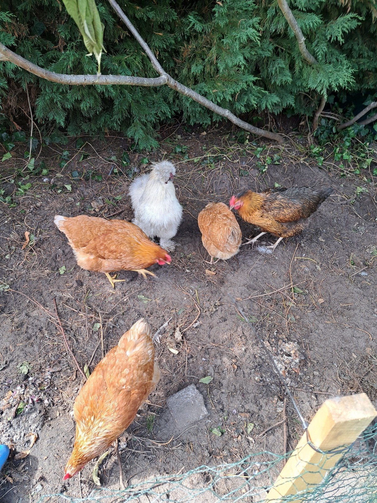 4 kippen en 1 haan, Dieren en Toebehoren