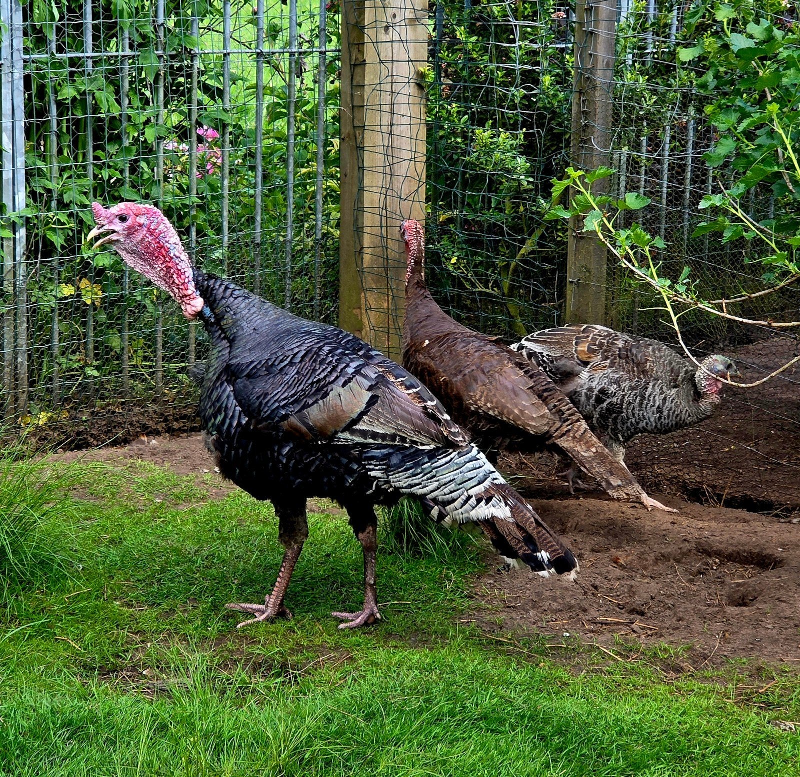 Kalkoenen, Dieren en Toebehoren, Pluimvee, Meerdere dieren, Kalkoen