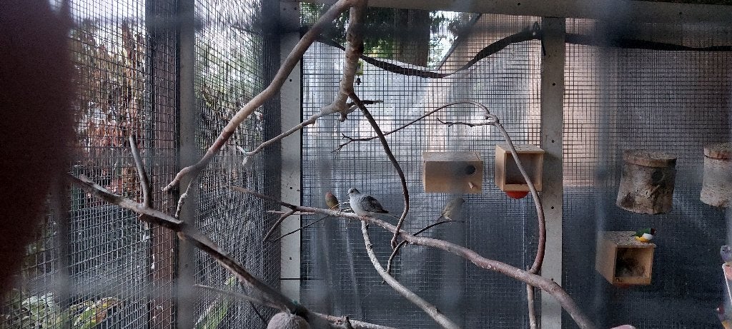 diamantduifjes, Dieren en Toebehoren, Vogels | Duiven, Meerdere dieren, Overige soorten