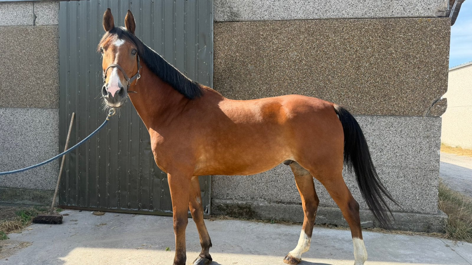 Brave BWP te koop, Dieren en Toebehoren, Ruin