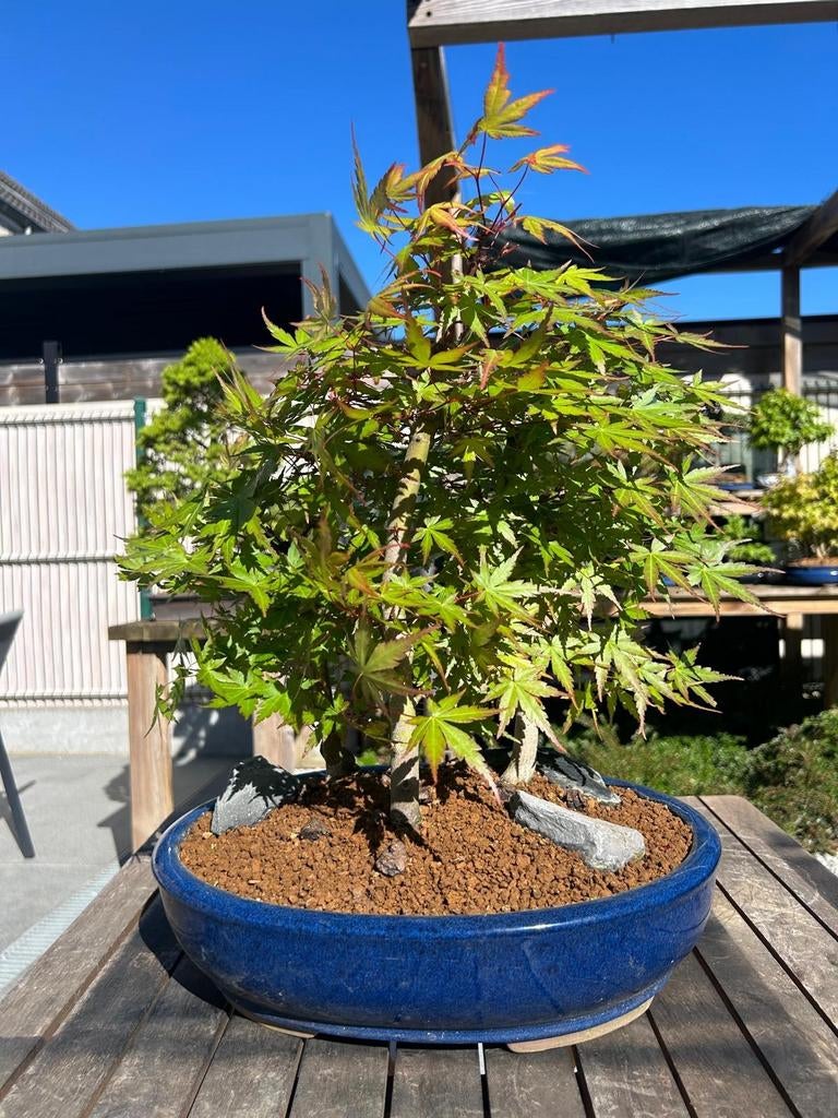 Acer Palmatum, Enlèvement