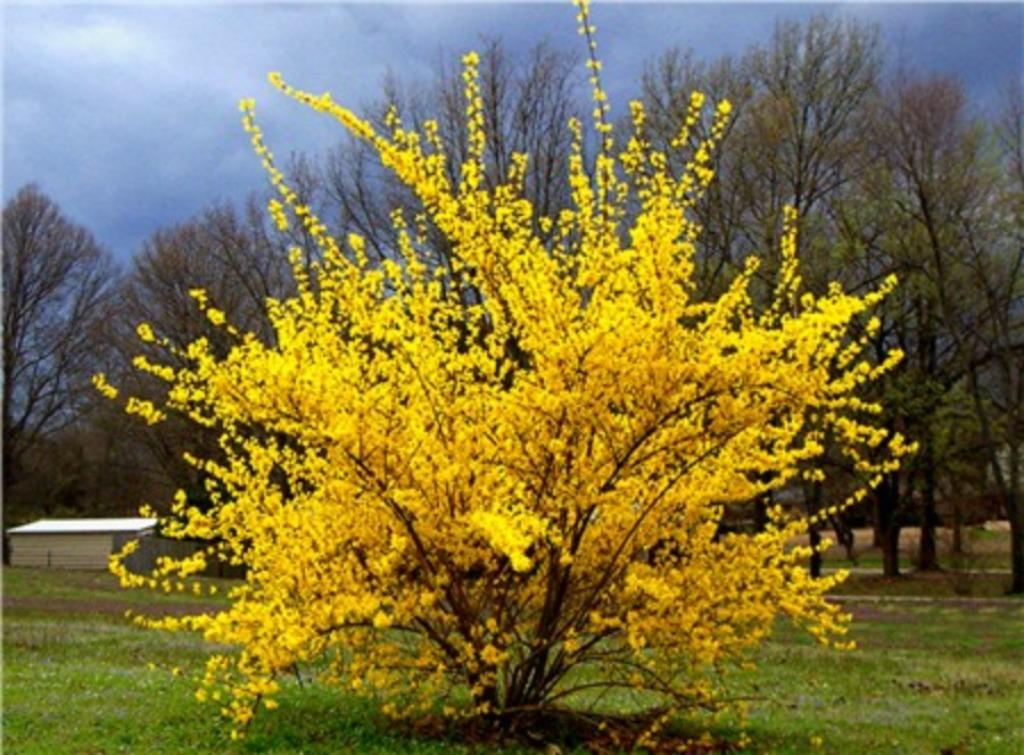 Forsythia, jeune plante, Jardin & Terrasse, Printemps, Plein soleil, Plante fixe, Enlèvement ou Envoi