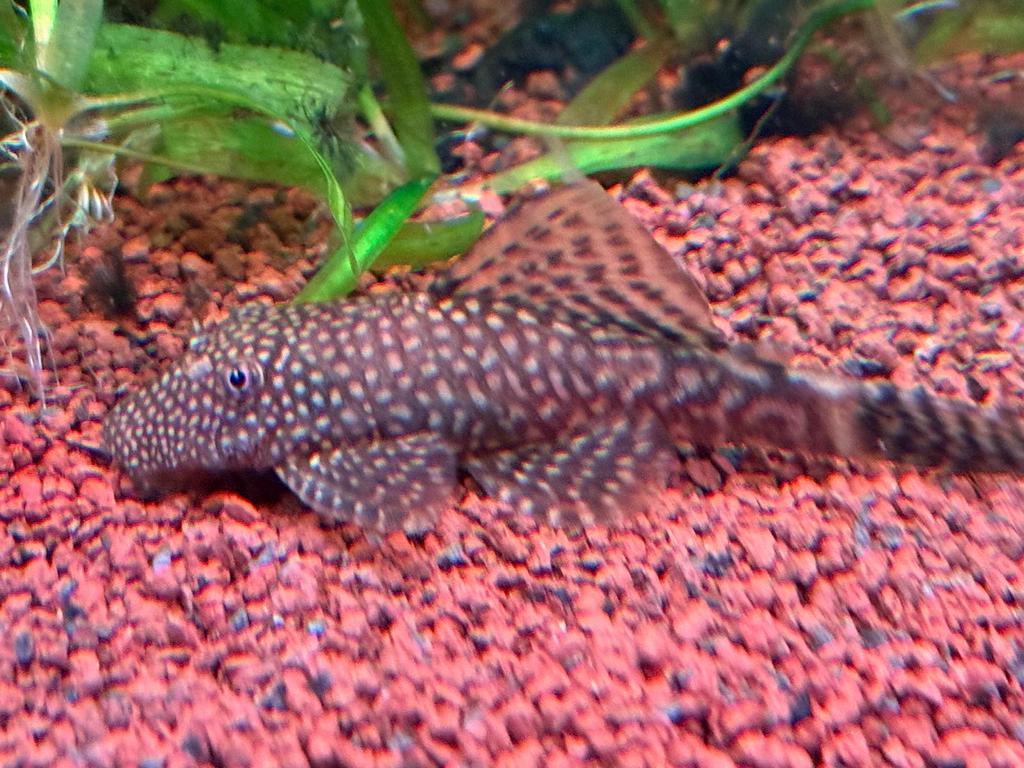 Plecco’s te ruil, Vis, Zoetwatervis