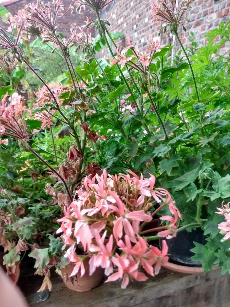 Oostenrijkse geranium, Tuin en Terras, Ophalen