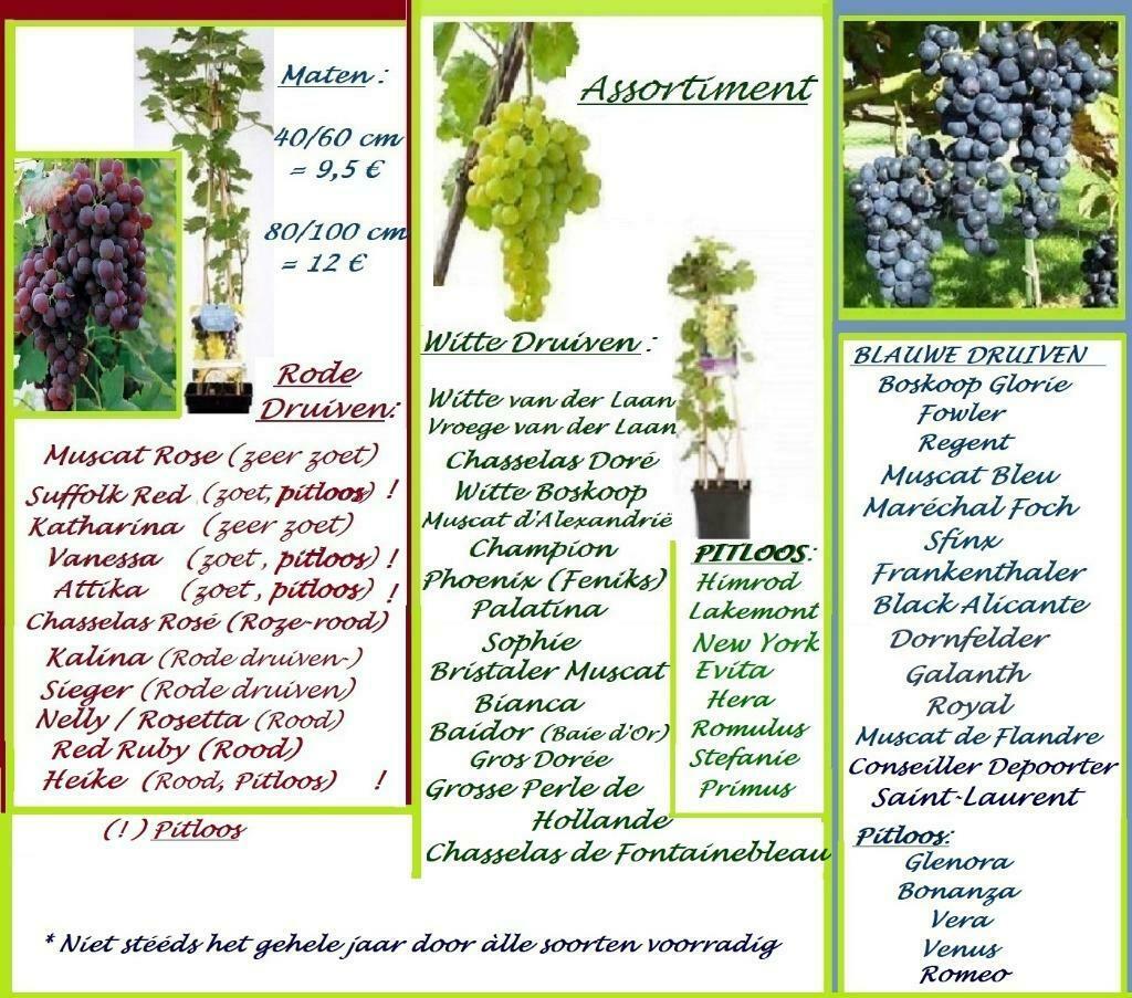 DRUIVENPLANTEN "REGENT" = LEKKERE BLAUWE DRUIVEN, 12 €/STUK, Tuin en Terras, Ophalen of Verzenden, Lente, Vaste plant, Fruitplanten