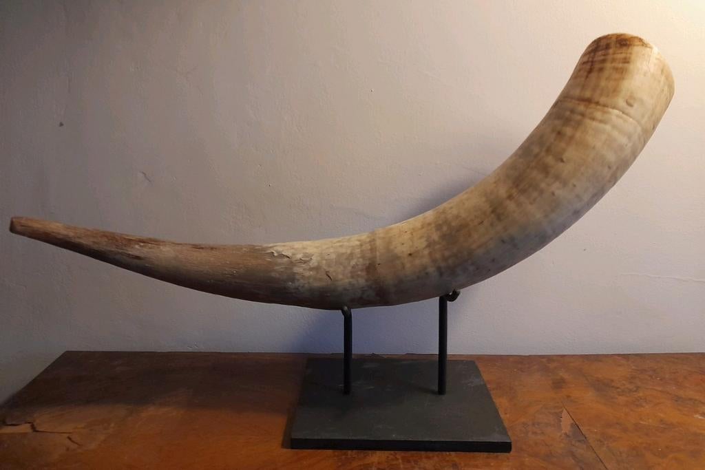 Grote runder hoorn - stier op metalen staander, Ophalen of Verzenden, Gebruikt, Gewei of Kop
