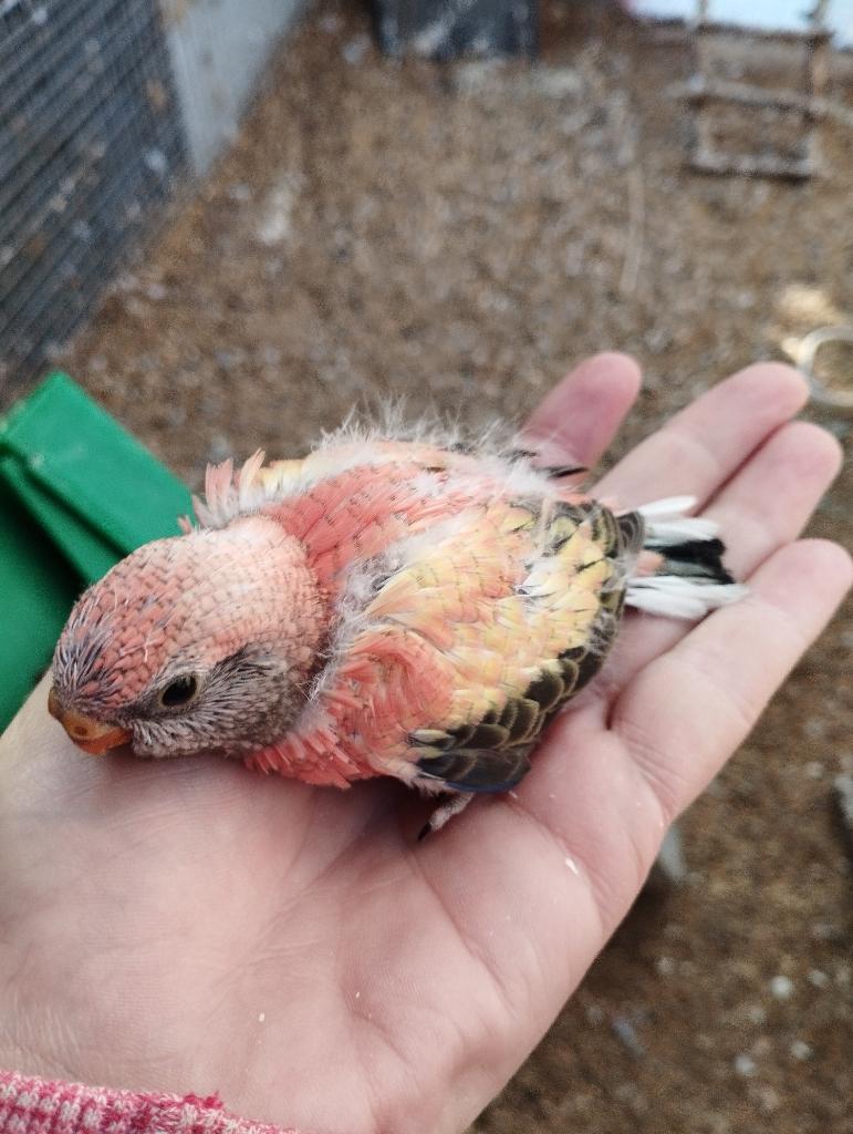 Jonge bourkes voor handopfok, Dieren en Toebehoren, Geslacht onbekend, Parkiet