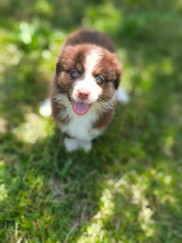 Chiots bergers australiens - chiots belges ! à vendre, Plusieurs, Hépatite contagieuse (maladie de Rubarth), Belgique, Berger
