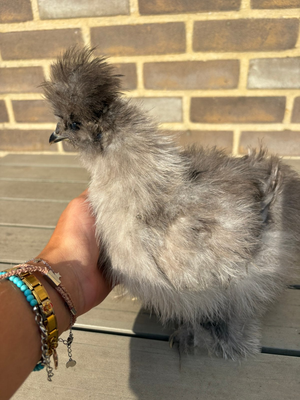 Jonge zijdehoen haan, Dieren en Toebehoren, Kip