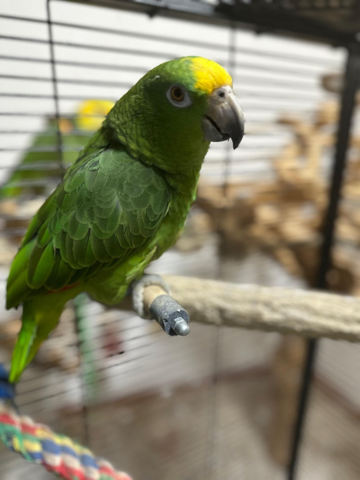 Zeer Tamme Amazone Papegaai, Dieren en Toebehoren, Vrouwelijk, Papegaai, Pratend