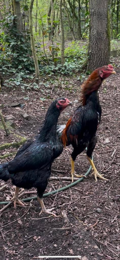 Shamo (Brésil, Inde et Japon), Plusieurs animaux