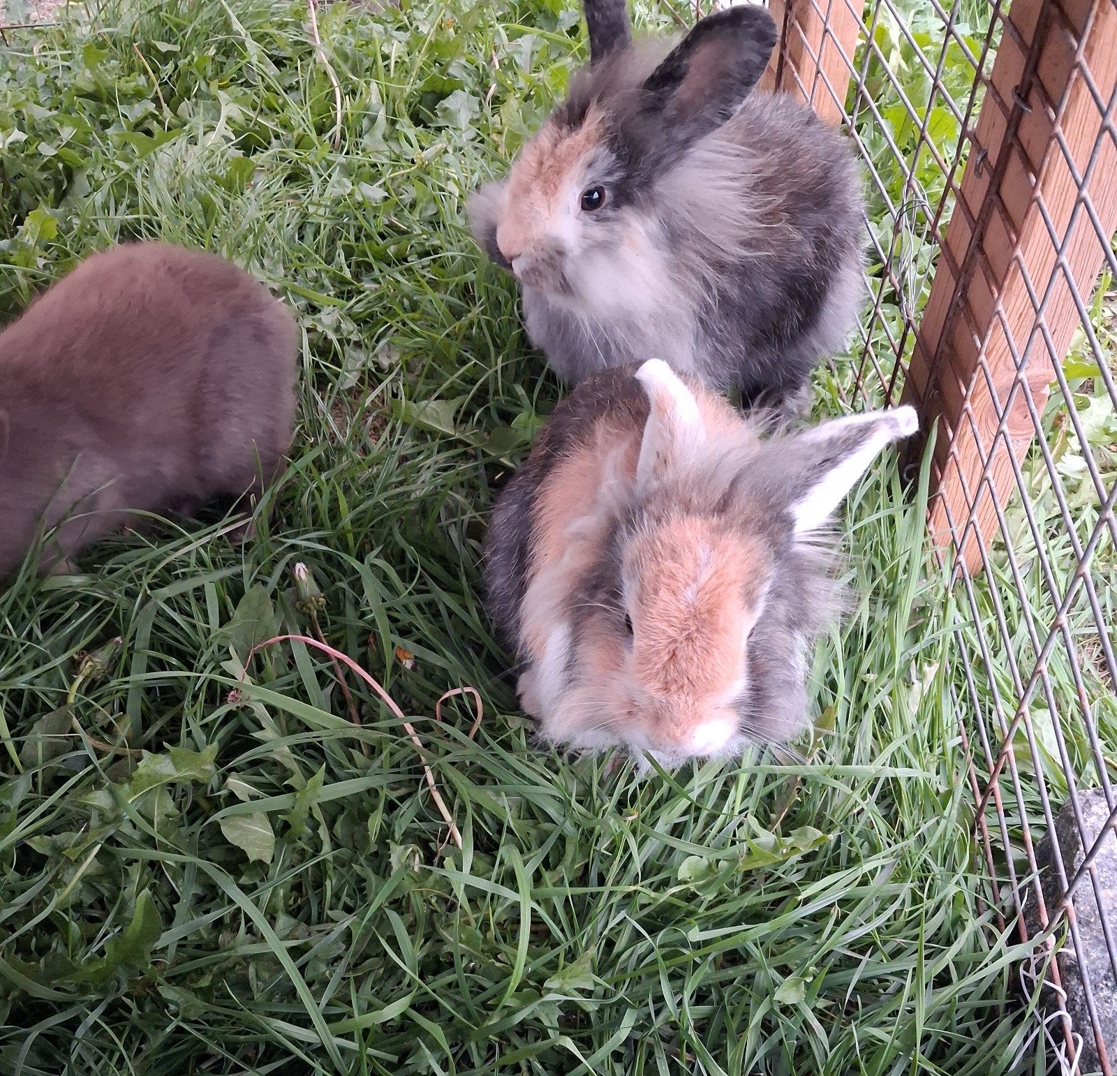 konijnen, Meerdere dieren, Dwerg, 0 tot 2 jaar