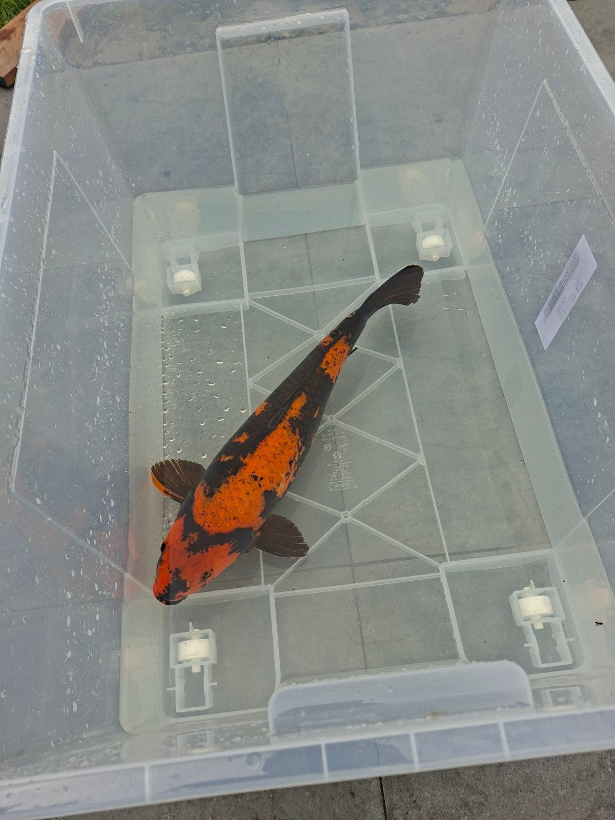 japanse koi 50cm