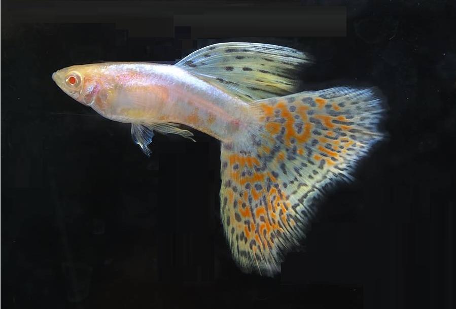 Albino Red/Blue Grass Guppy, Animaux & Accessoires, Poissons | Poissons d'aquarium