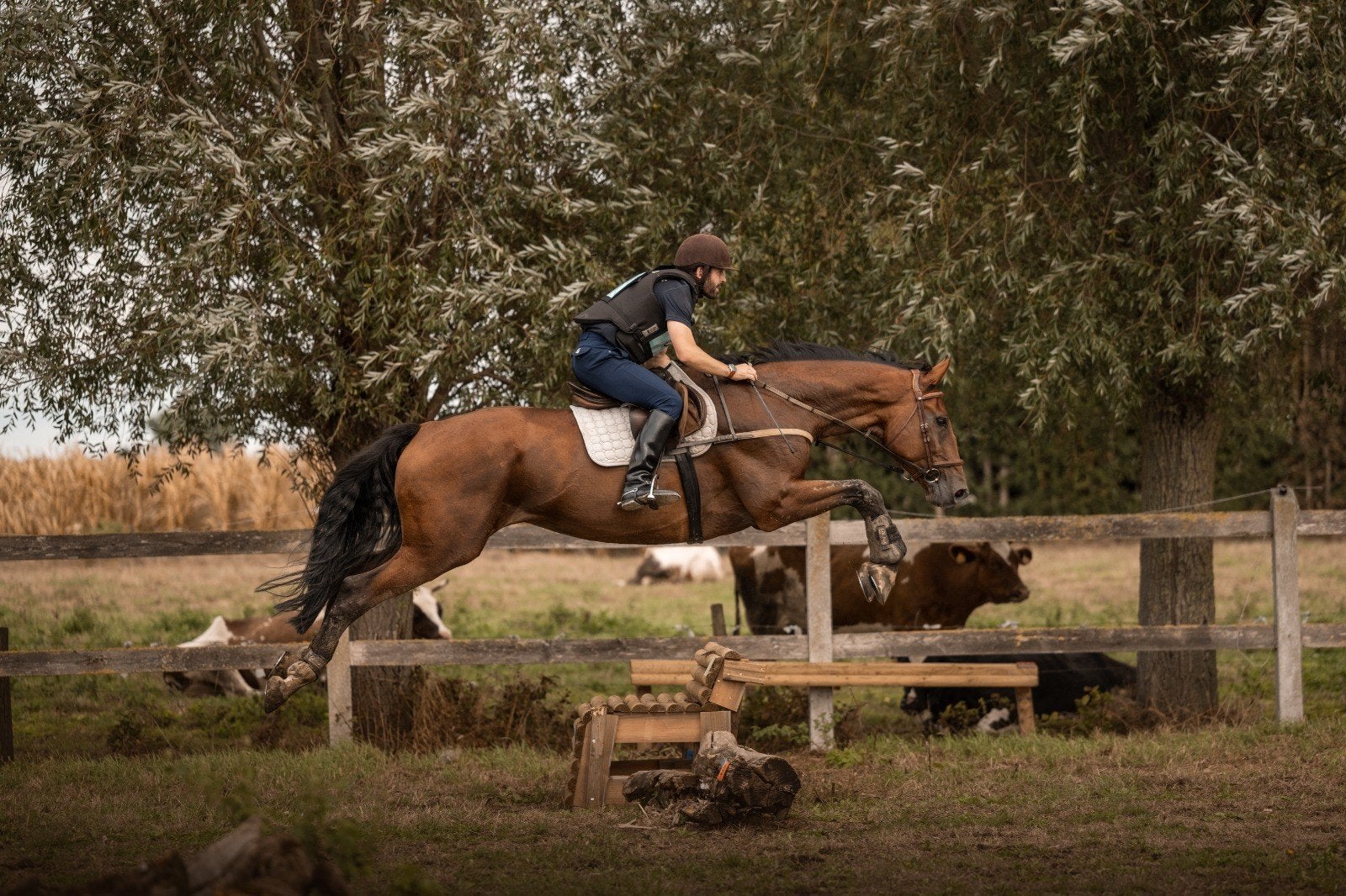 Springpaard te koop – Puerto Rico van d'Avrije, Animaux & Accessoires, Hongre, 170 à 175 cm, Cheval de saut, 11 ans ou plus