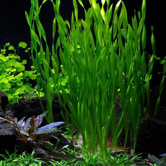 Aquariumplant - Valisneria asiatica, Dieren en Toebehoren, Ophalen of Verzenden, Zo goed als nieuw