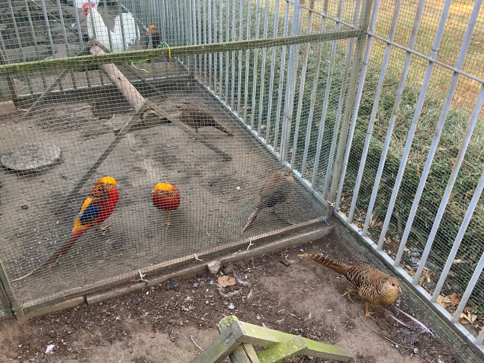 Goudfazanten 2koppels