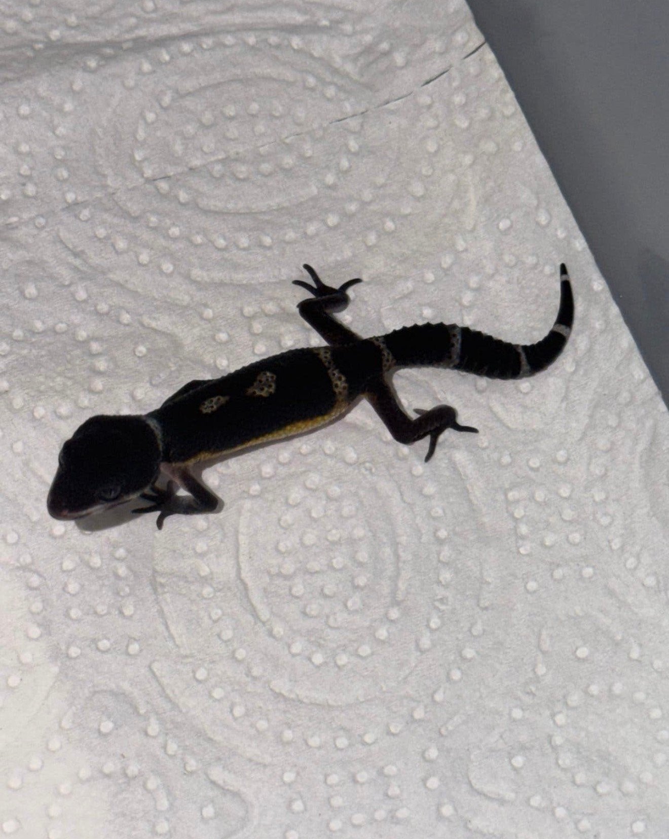 Black night luipaardgekko vrouw, Hagedis, Tam, 0 tot 2 jaar