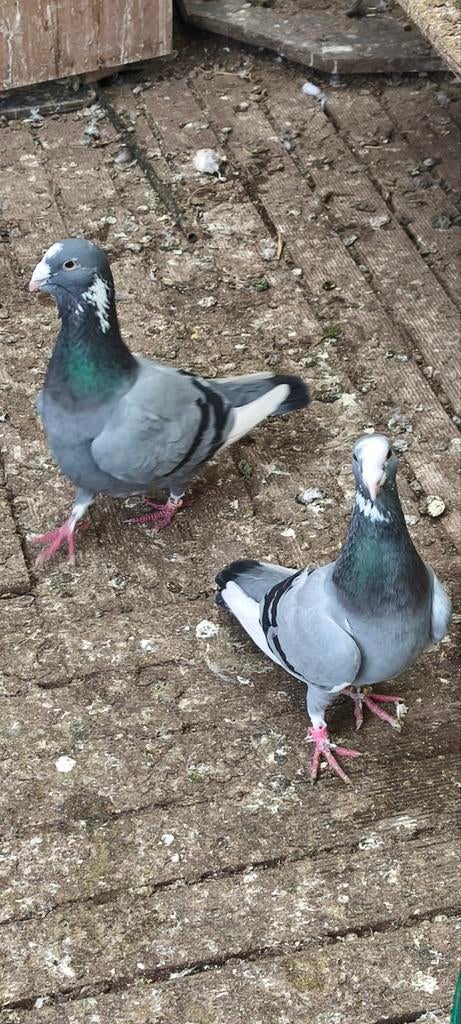 wamduiven adana duiven, Dieren en Toebehoren