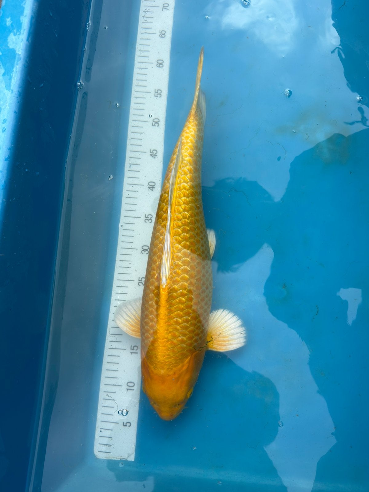 Japanse Yamabuki nisai, 50cm Kim’s Koi, Dieren en Toebehoren