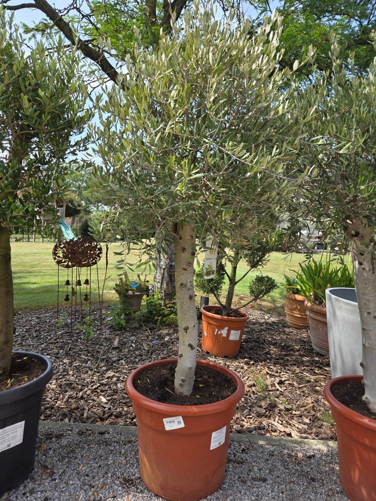 Terrasolijfboom Olea Europaea, Ophalen