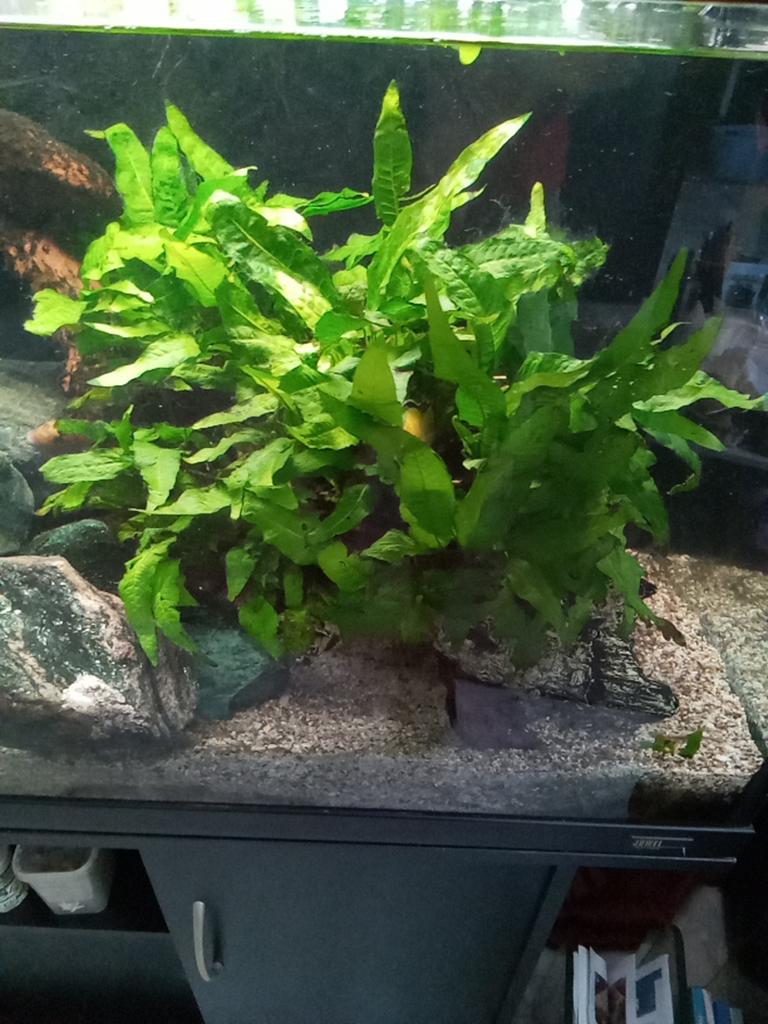 Aquarium planten gratis, Enlèvement