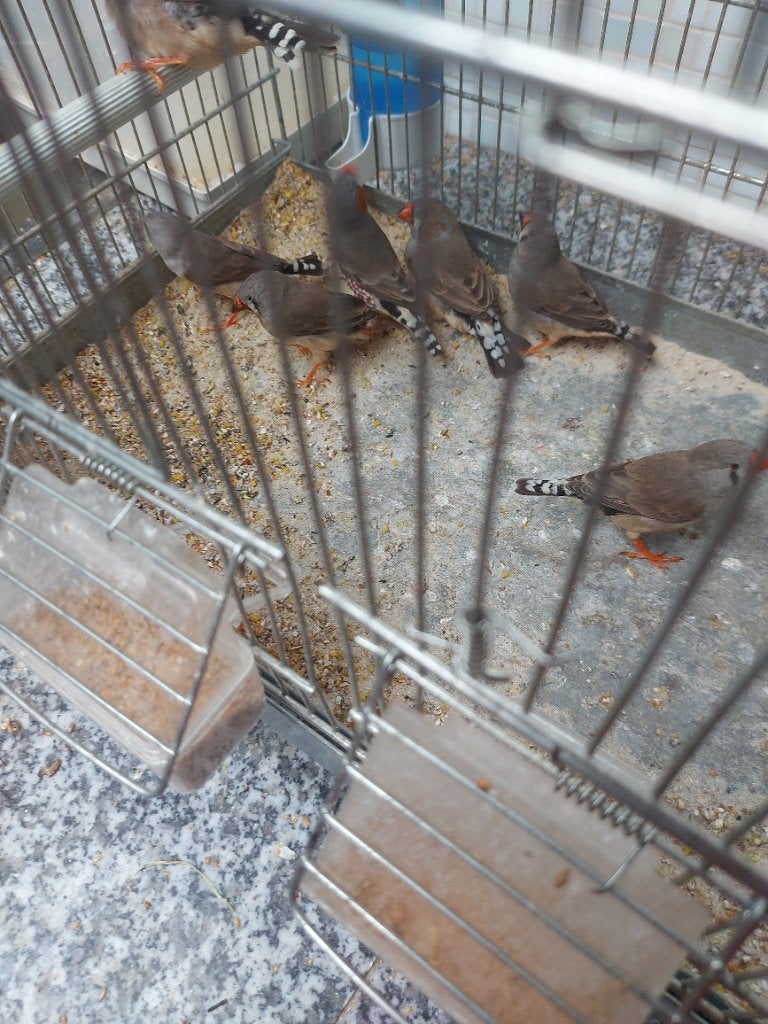 Zebravinken, Dieren en Toebehoren, Vogels | Kanaries, Meerdere dieren, Bastaard