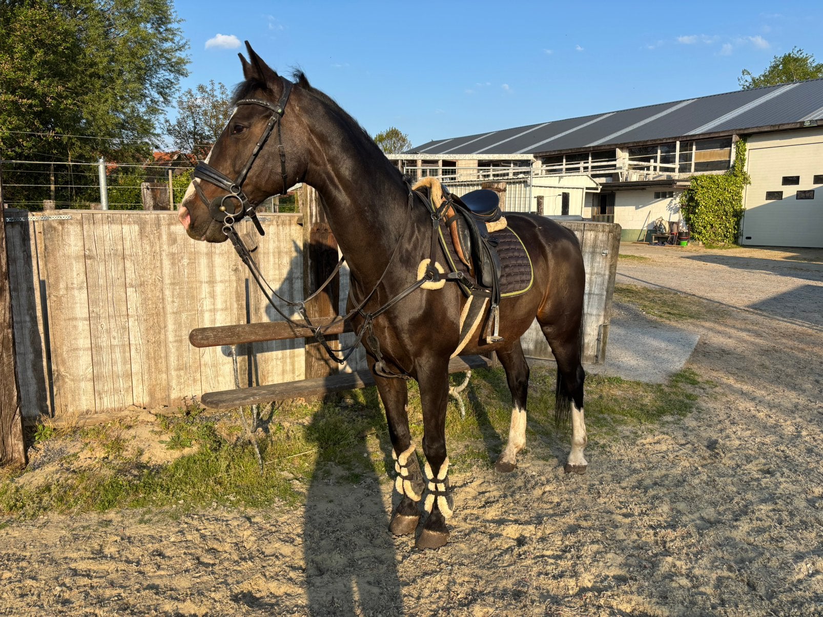 23 jarige merrie, 11 ans ou plus, L, 160 à 165 cm, Jument