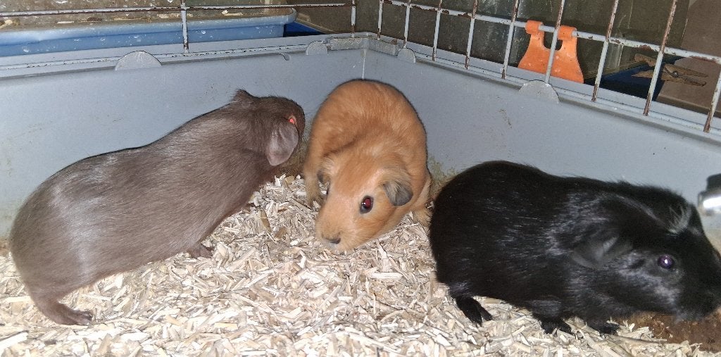 cavia's, Dieren en Toebehoren, Mannelijk, Tam, Maart, Cavia
