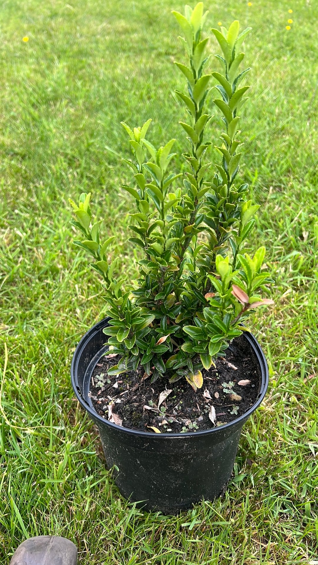 Euonymus ‘green spire ‘, Tuin en Terras, Ophalen, Haag, Minder dan 100 cm