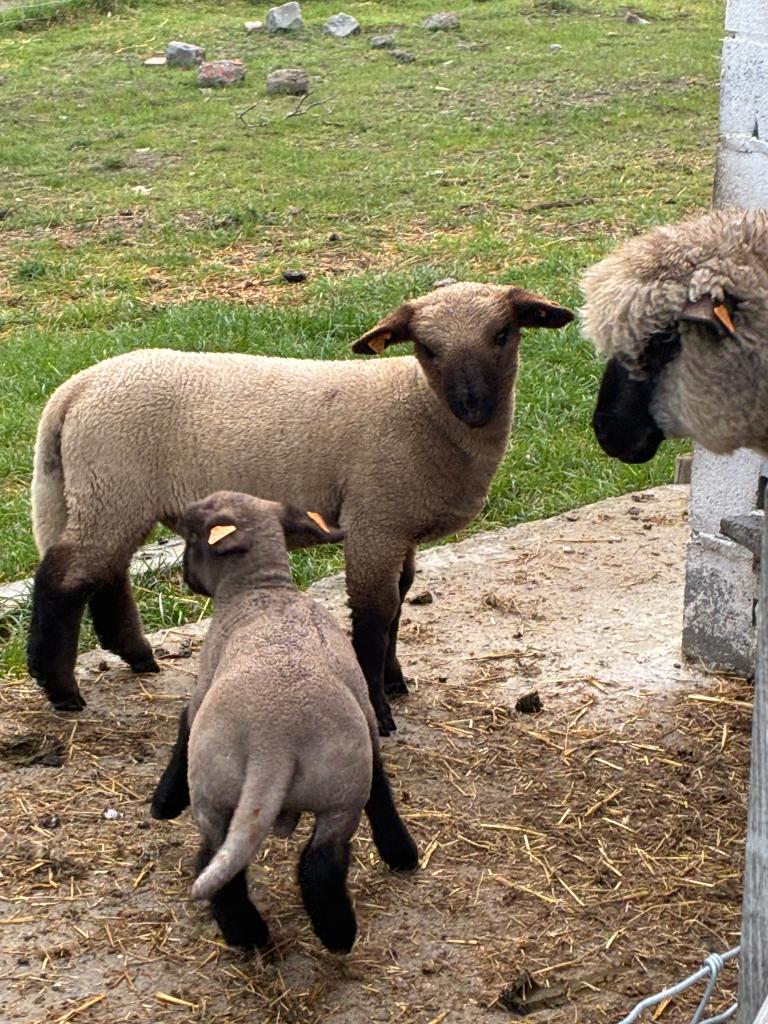 Hampshire lammeren te koop 1 ooi lam en 1 ram