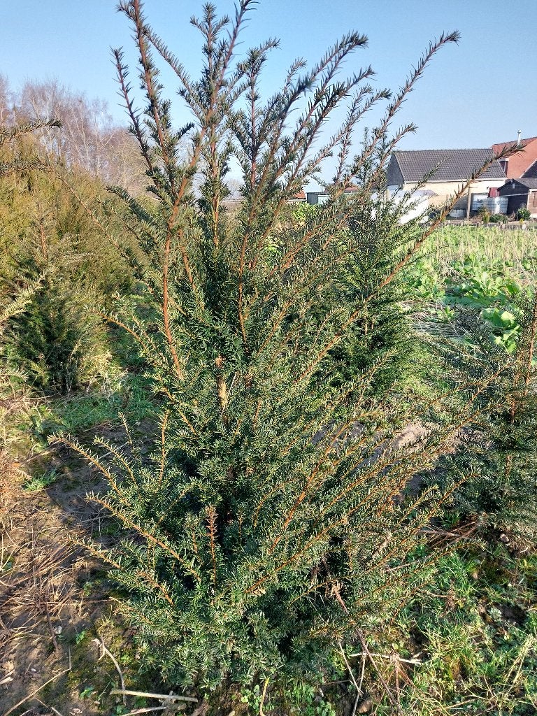 Taxus bacata, Tuin en Terras, Planten | Bomen, Ophalen