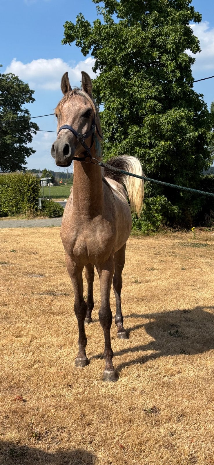 Lieve en aanhankelijke jonge Arabier ruin (4 x), Hongre, Débourré, Moins de 160 cm, Avec pedigree