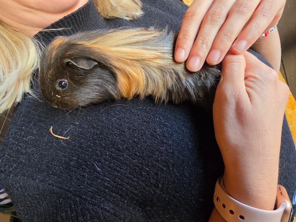 4 cavia beertjes, Januari, Cavia
