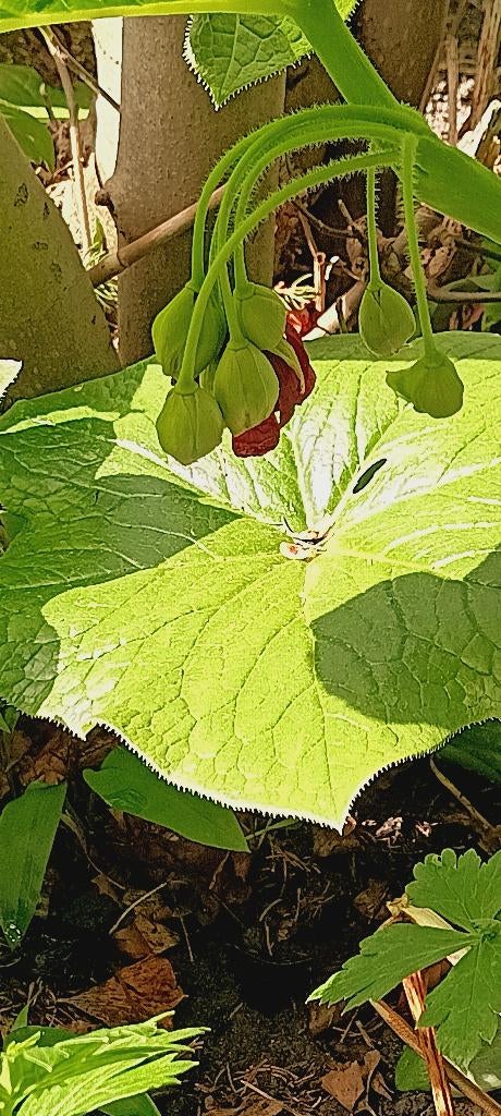 dysosma versipellis et 1 disporum, Jardin & Terrasse, Plantes | Jardin, Enlèvement