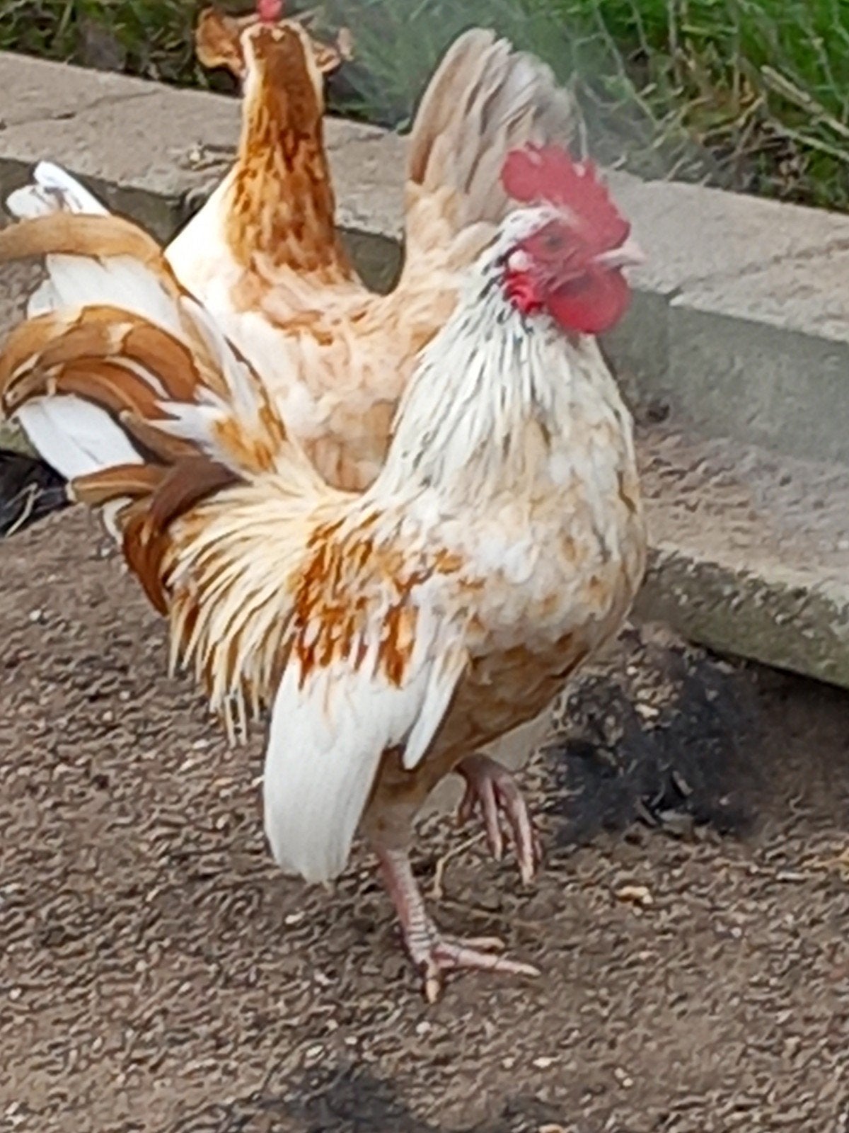 serama haantjes, Dieren en Toebehoren, Mannelijk, Kip