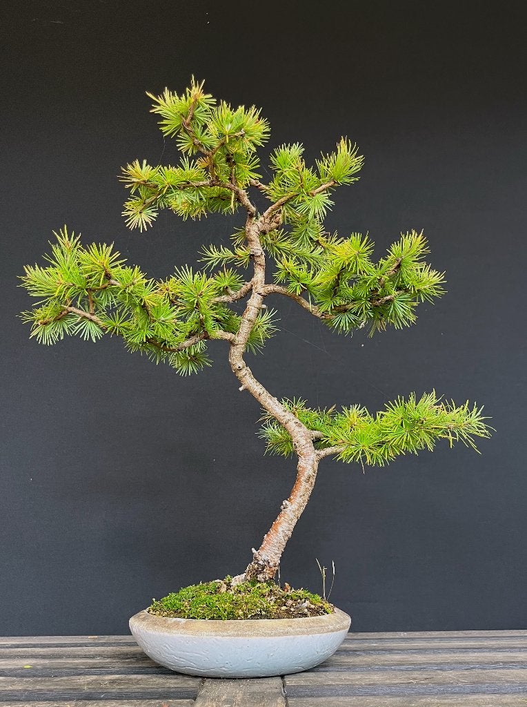 Larix bonsai, Enlèvement
